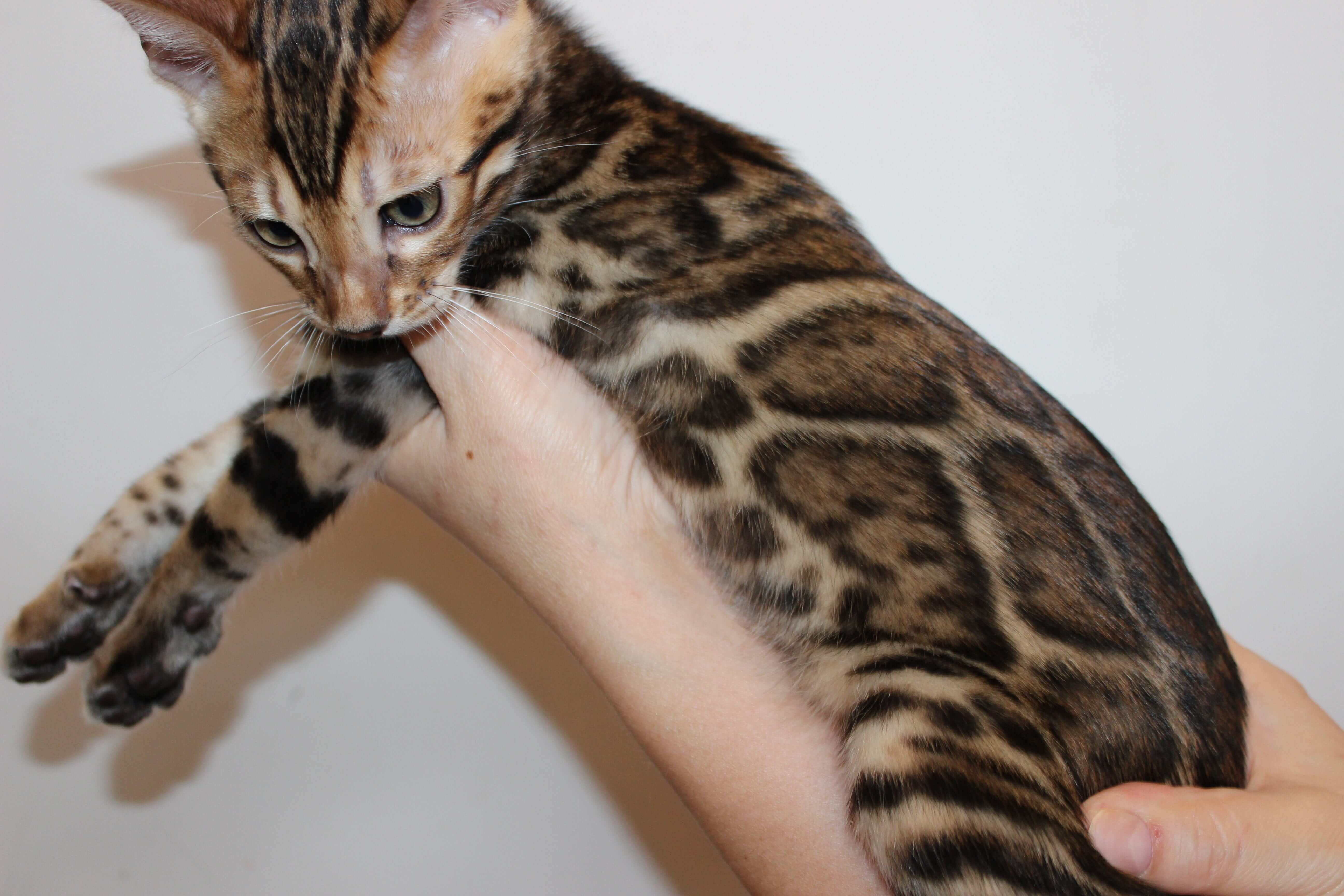 Previous Bengal Kittens