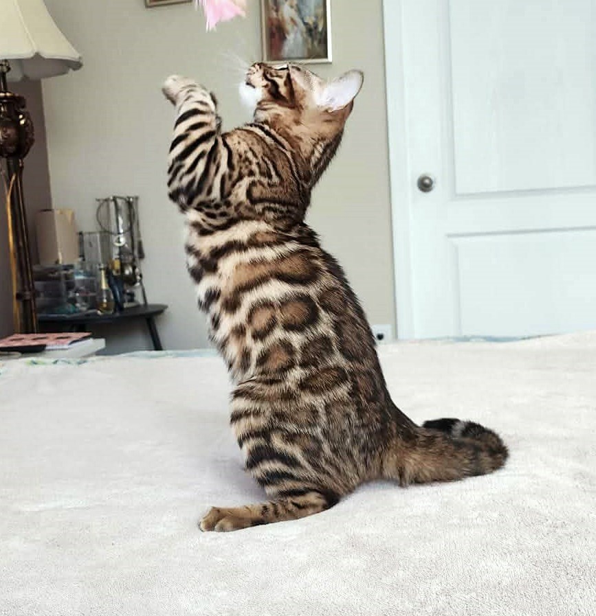 Brown spotted Bengal male kitten Florida — bold rosettes golden coat from Lovely Bengals