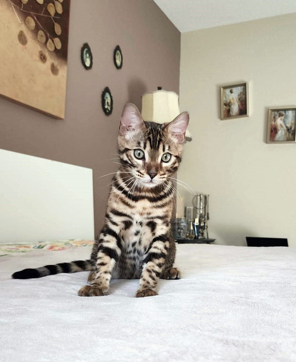 Playful Bengal male kitten Florida — stunning high contrast spots rosette pattern
