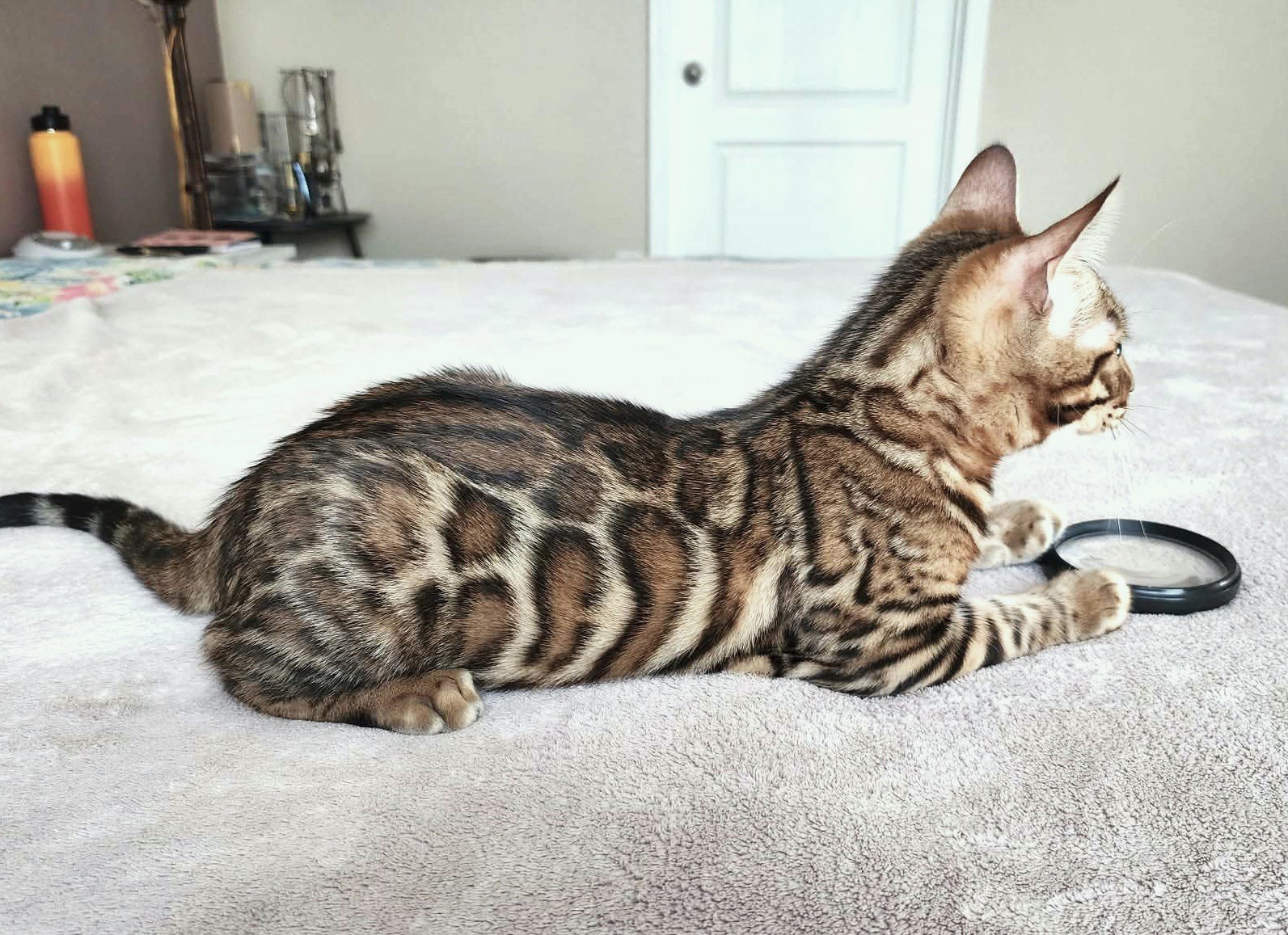 Home-raised Bengal male kitten Florida — TICA registered from Lovely Bengals cattery