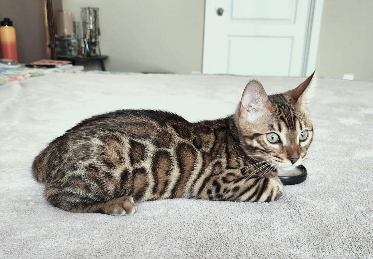 Affectionate Bengal male kitten Florida — loves to be held and cuddled