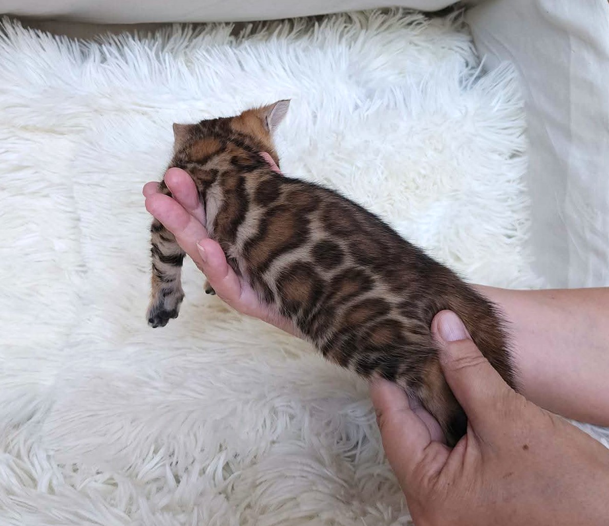 Brown spotted Bengal male kitten for sale Florida — reddish warm coat dark spots