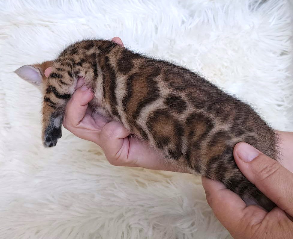 Home-raised Bengal male kitten for sale Florida — TICA registered from Lovely Bengals cattery