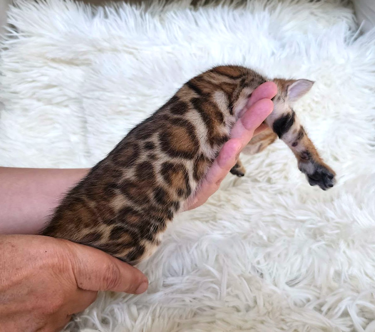 Handsome Bengal male kitten Florida — excellent contrast rosette pattern from Lovely Bengals