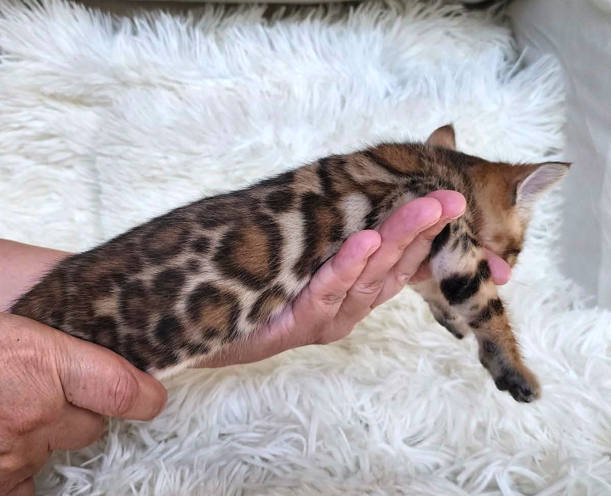 Sweet Bengal male kitten Florida — affectionate loves being held and cuddled