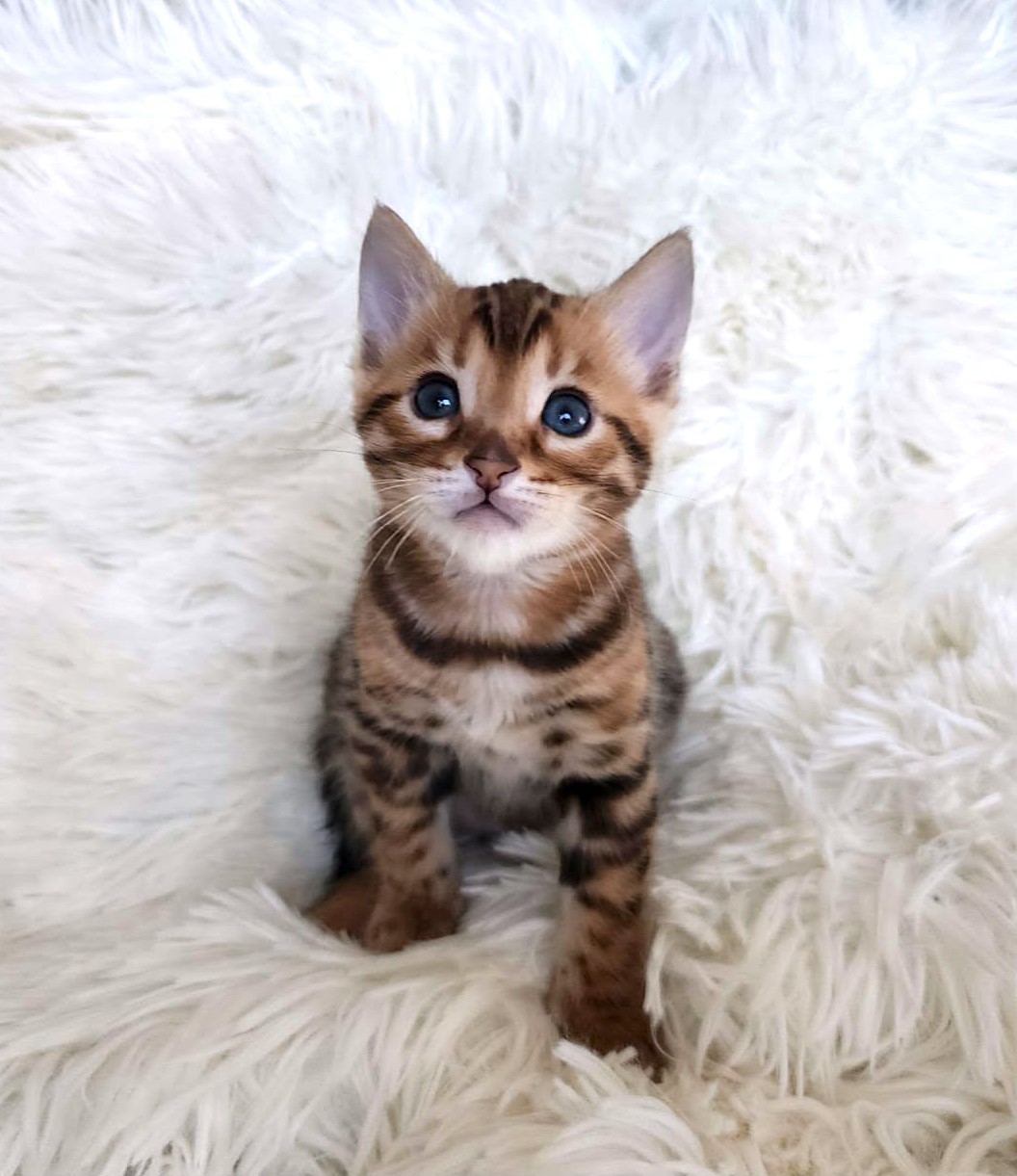 Brown Bengal male kitten Florida — striking dark spots rosette pattern