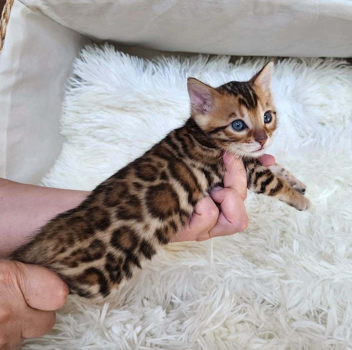 Curious brown Bengal female kitten Florida — playful and exploring