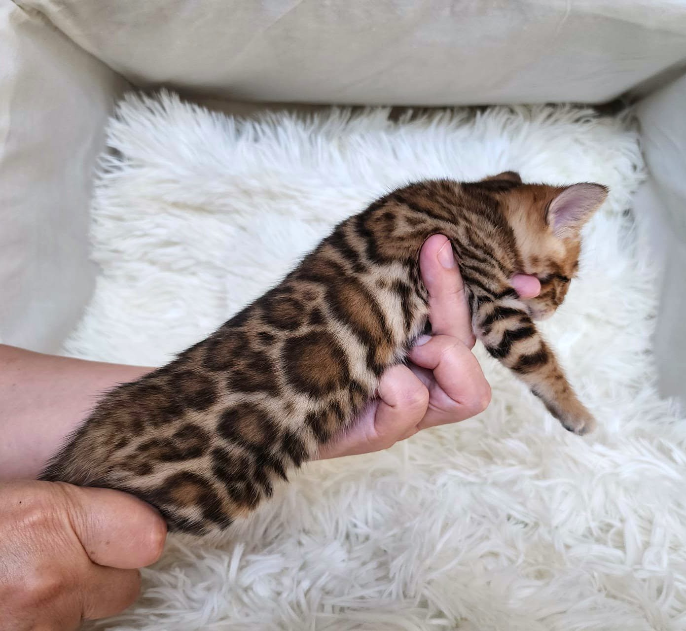 Sweet Bengal female kitten Florida — loves being held and cuddled
