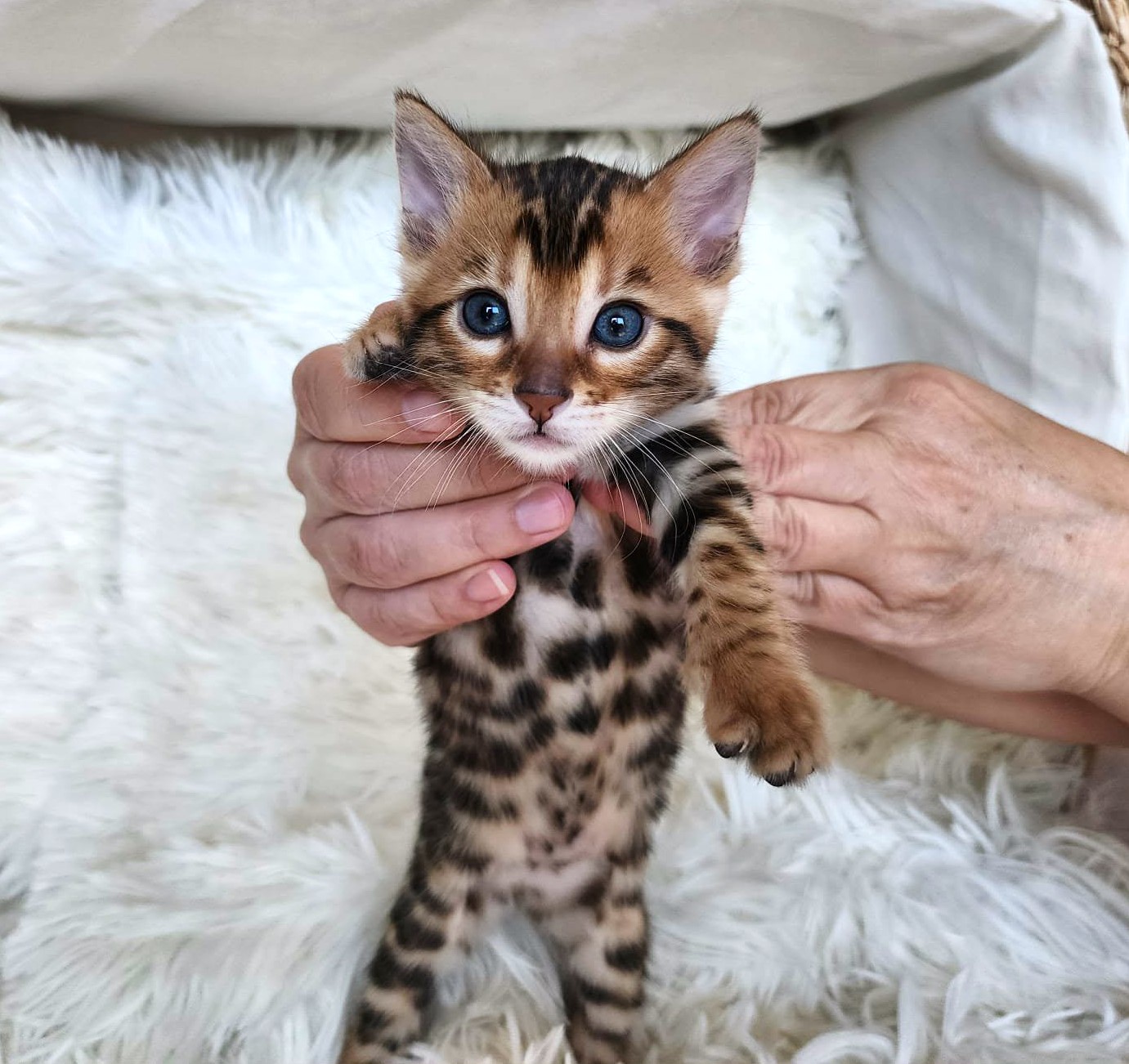 Brown Bengal female kitten for sale Florida — large bold rosettes golden coat
