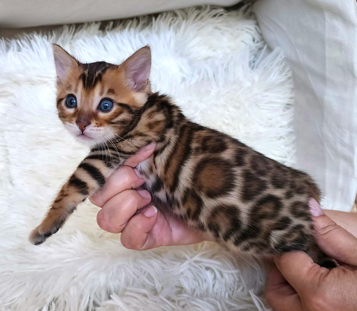 Bengal female kitten for sale Florida — rich warm golden coat from Lovely Bengals