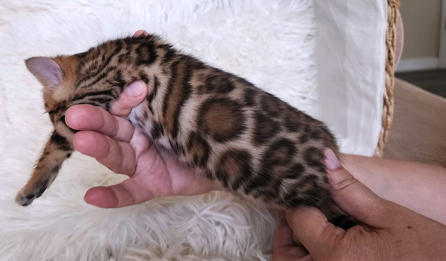 Home-raised Bengal female kitten for sale Florida — TICA registered from Lovely Bengals