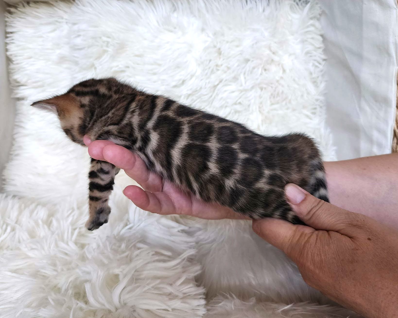 Beautiful Bengal female kitten Florida — face markings from Lovely Bengals cattery