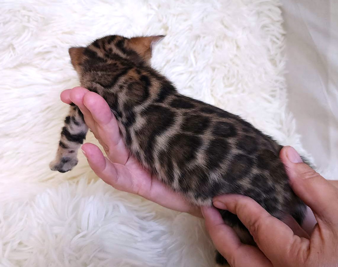 Brown Bengal female kitten for sale Florida — full body profile striking rosettes