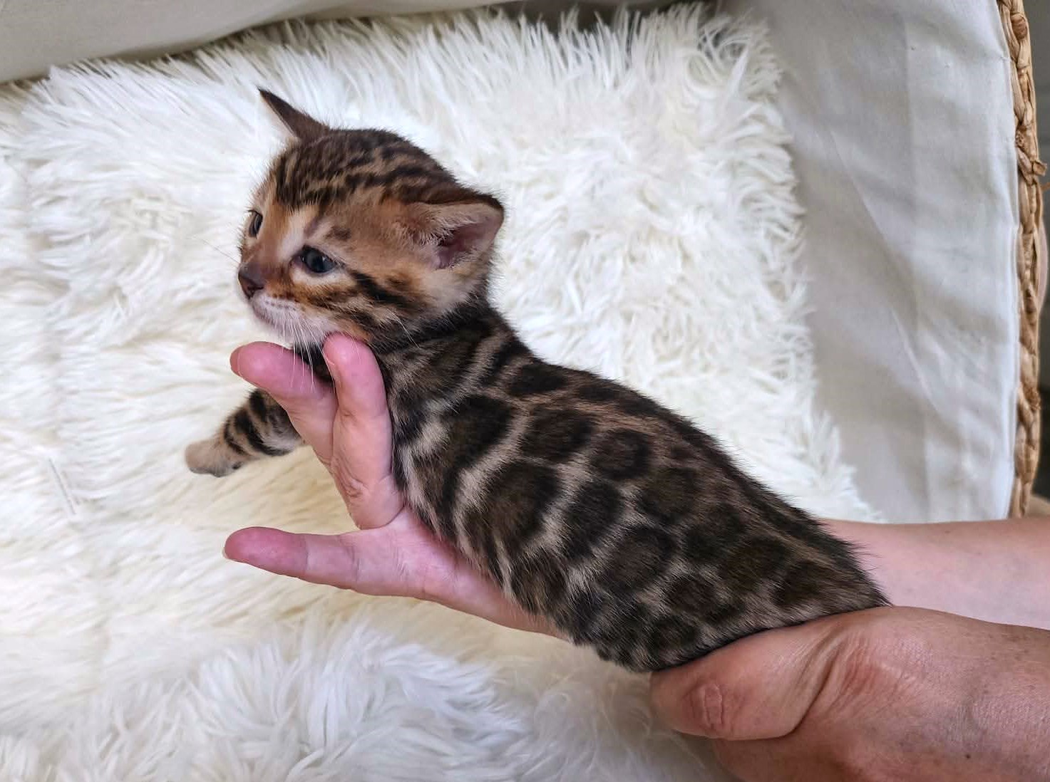 Bengal female kitten Florida — snuggling and being cuddled affectionate