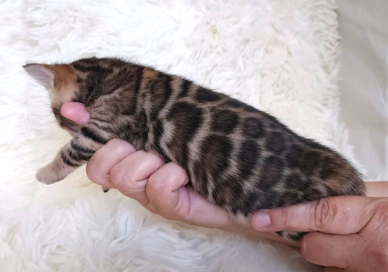 Home-raised Bengal female kitten Florida — TICA registered from Lovely Bengals cattery