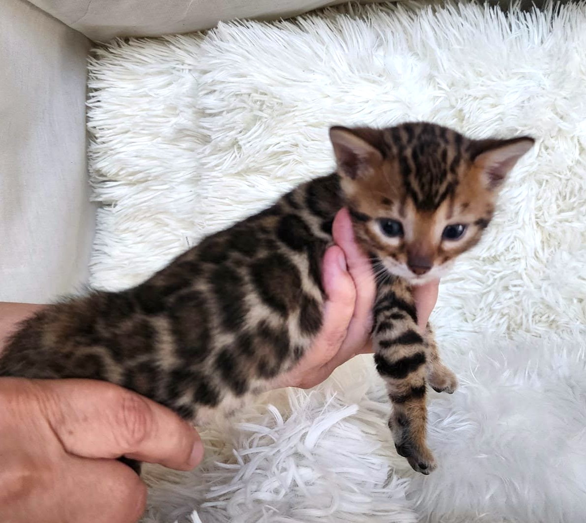 Bengal female kitten for sale Florida — classic Bengal pattern warm golden coat