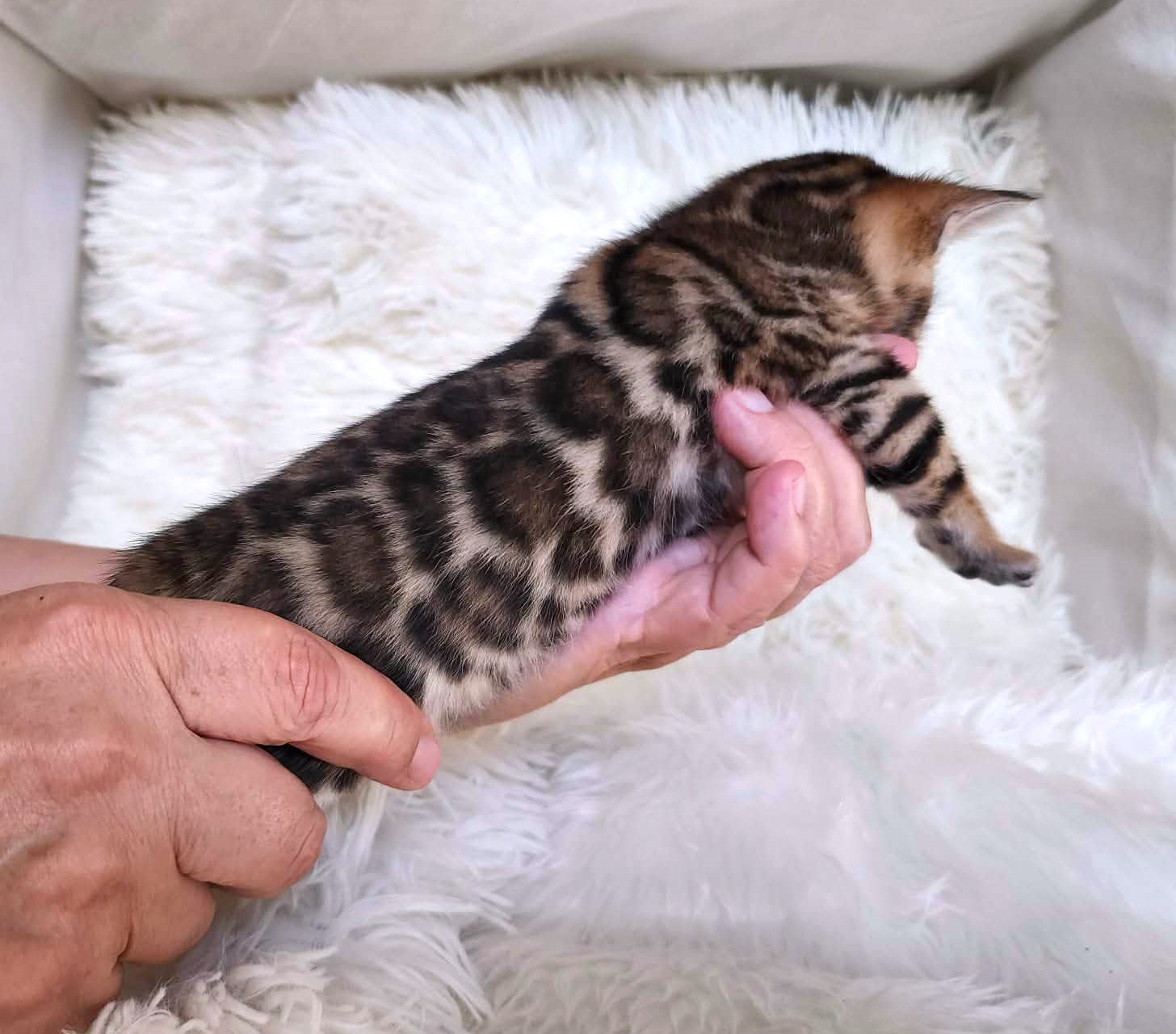 Socialized Bengal female kitten Florida — well socialized TICA registered Lovely Bengals