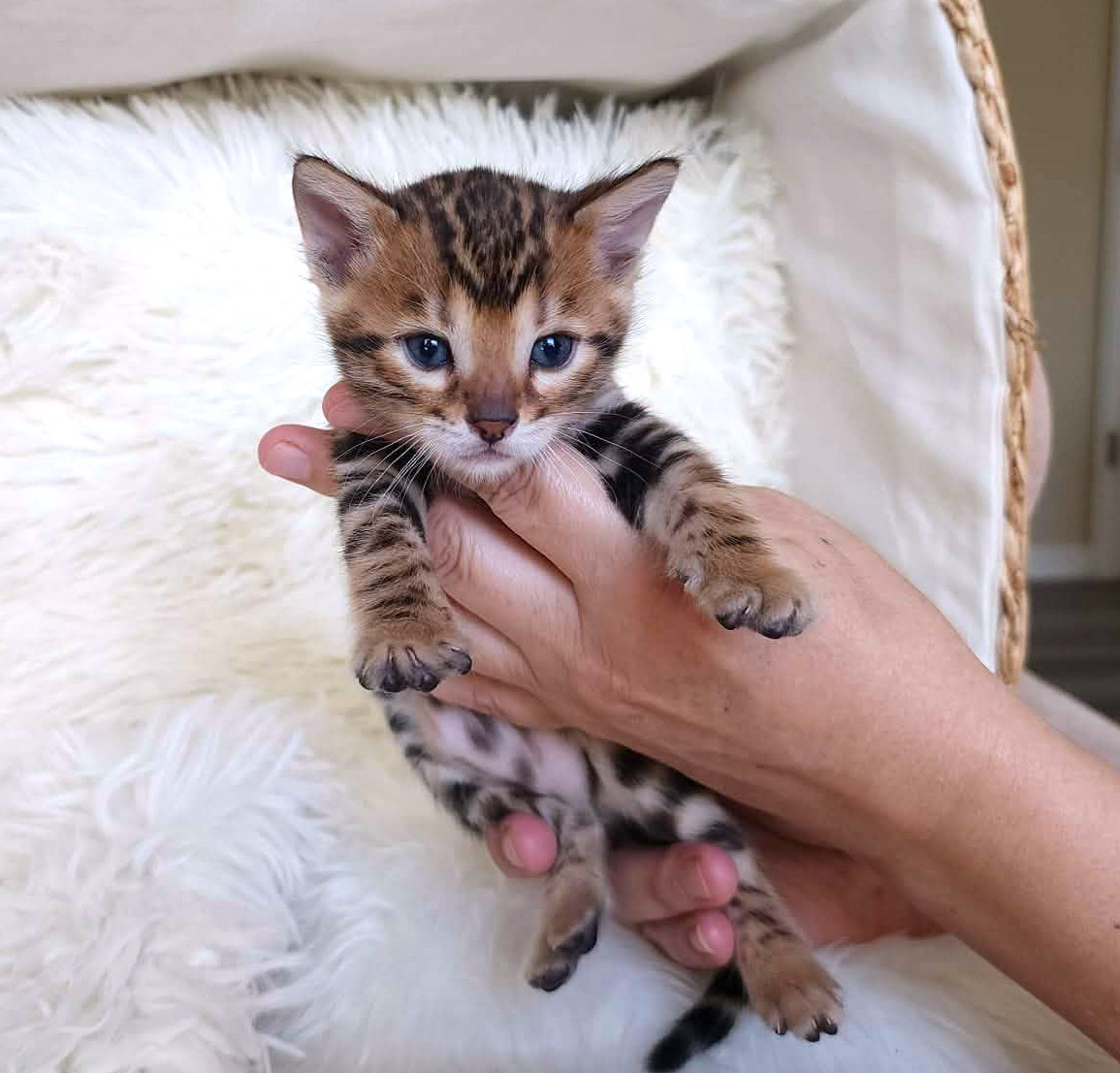 Brown spotted Bengal female kitten Florida — deep dark bold spots from Lovely Bengals