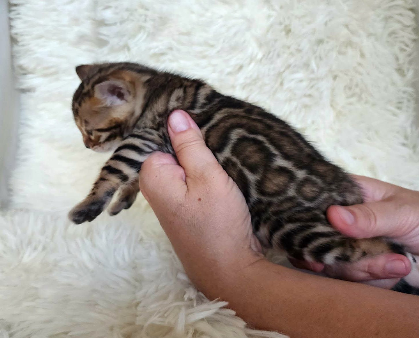 Bengal female kitten for sale Florida — full body warm golden coat