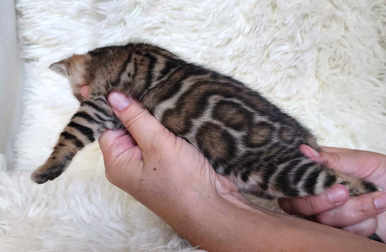 Home-raised Bengal female kitten Florida — TICA registered from Lovely Bengals cattery