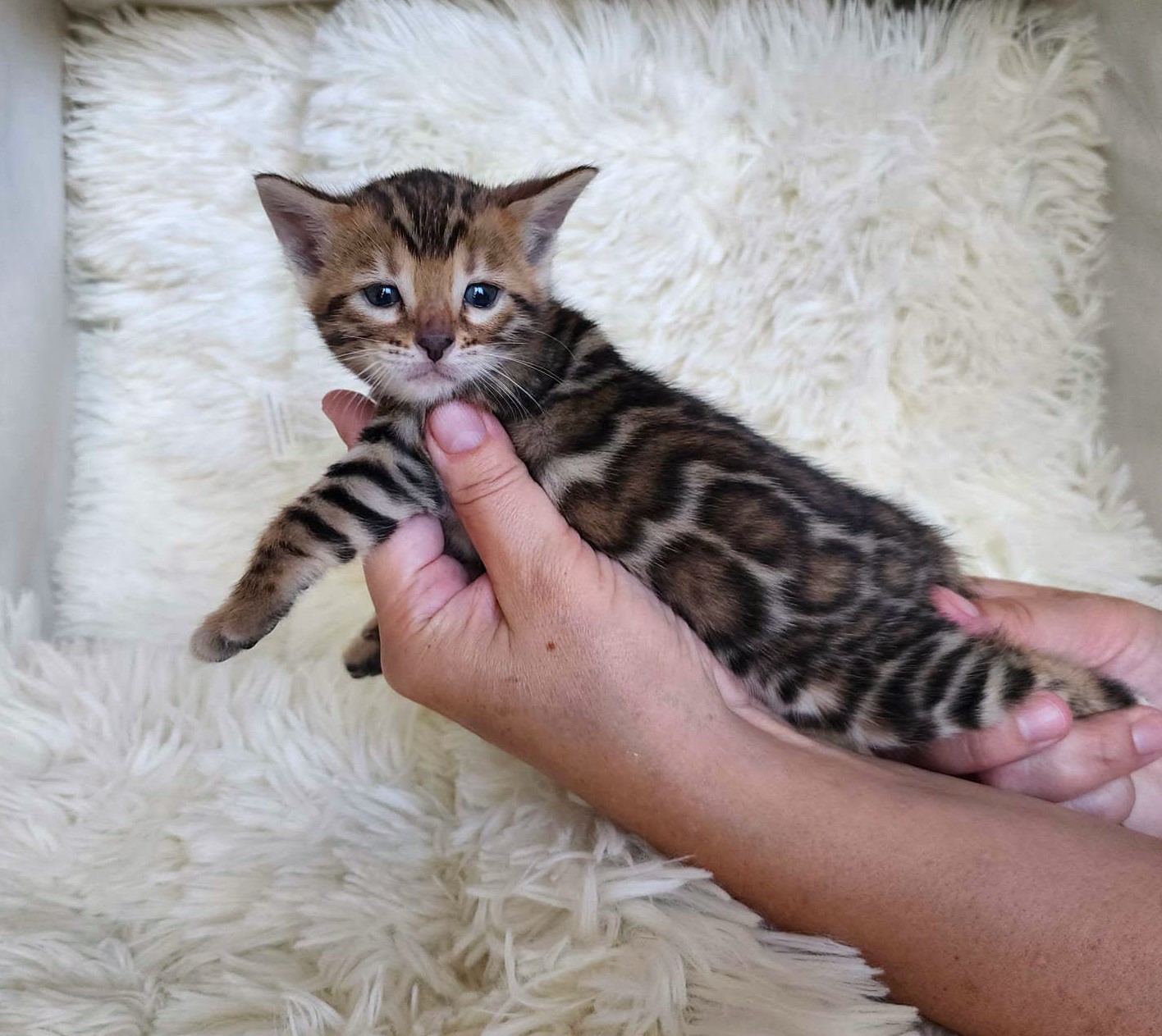 Sweet Bengal female kitten for sale Florida — cuddly and affectionate from Lovely Bengals