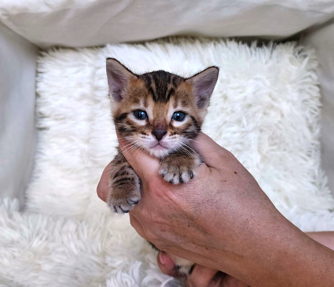Brown Bengal female kitten for sale Florida — gorgeous clouded rosette spots