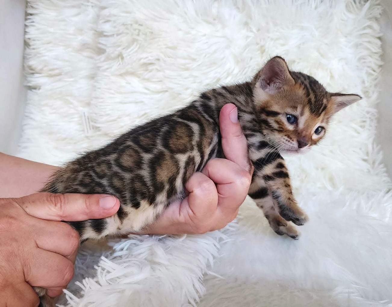 Brown spotted Bengal female kitten Florida — sweet face from Lovely Bengals