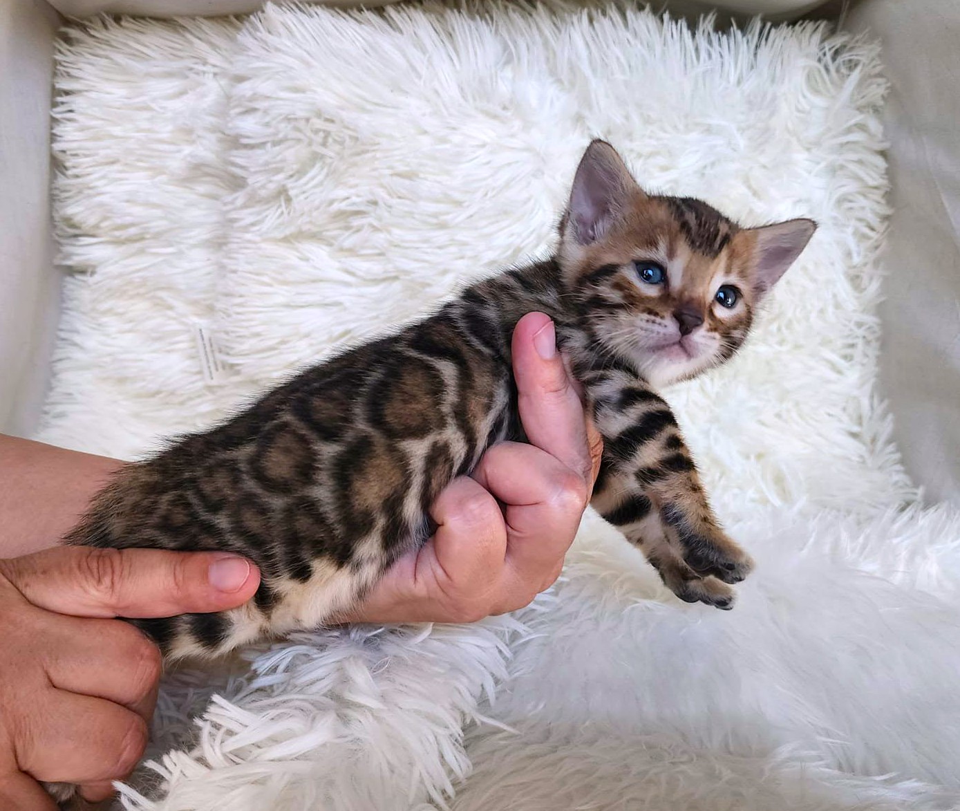 Bengal female kitten Florida — clouded rosette pattern detail
