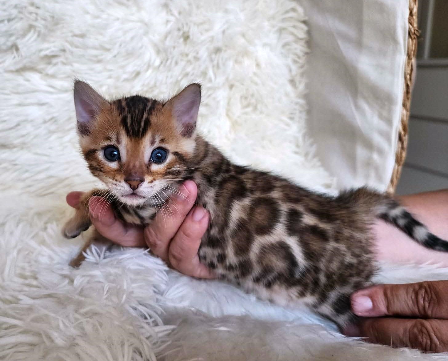 Bengal male kitten for sale Florida — bright white background with bold contrast spots