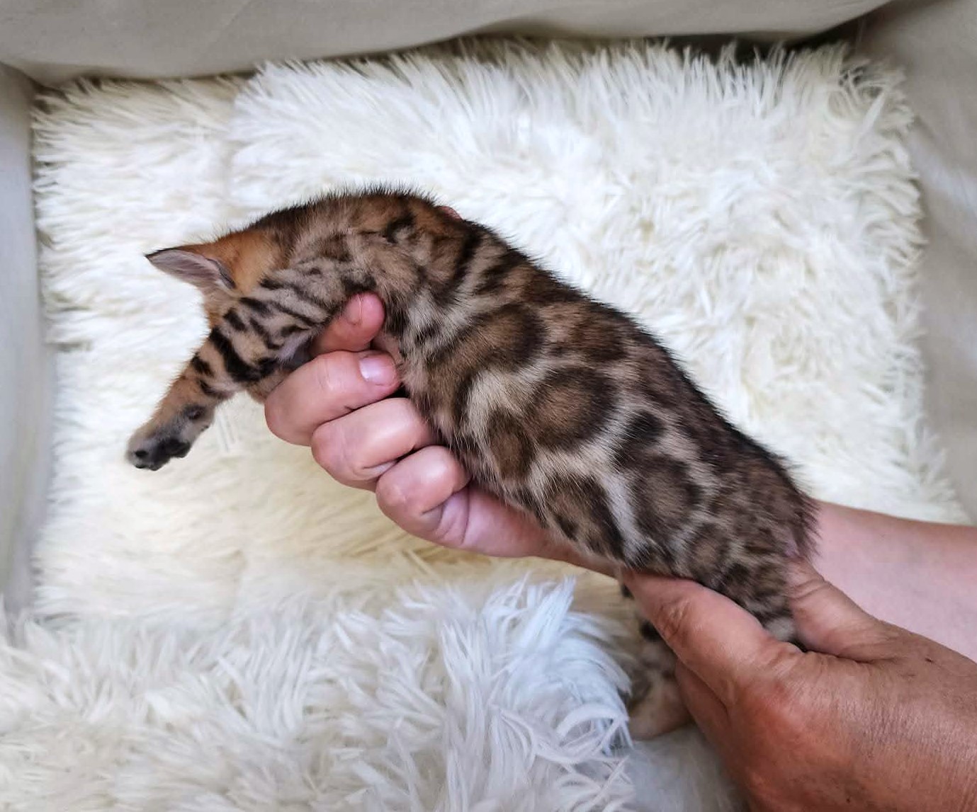 Home-raised Bengal male kitten Florida — TICA registered from Lovely Bengals cattery