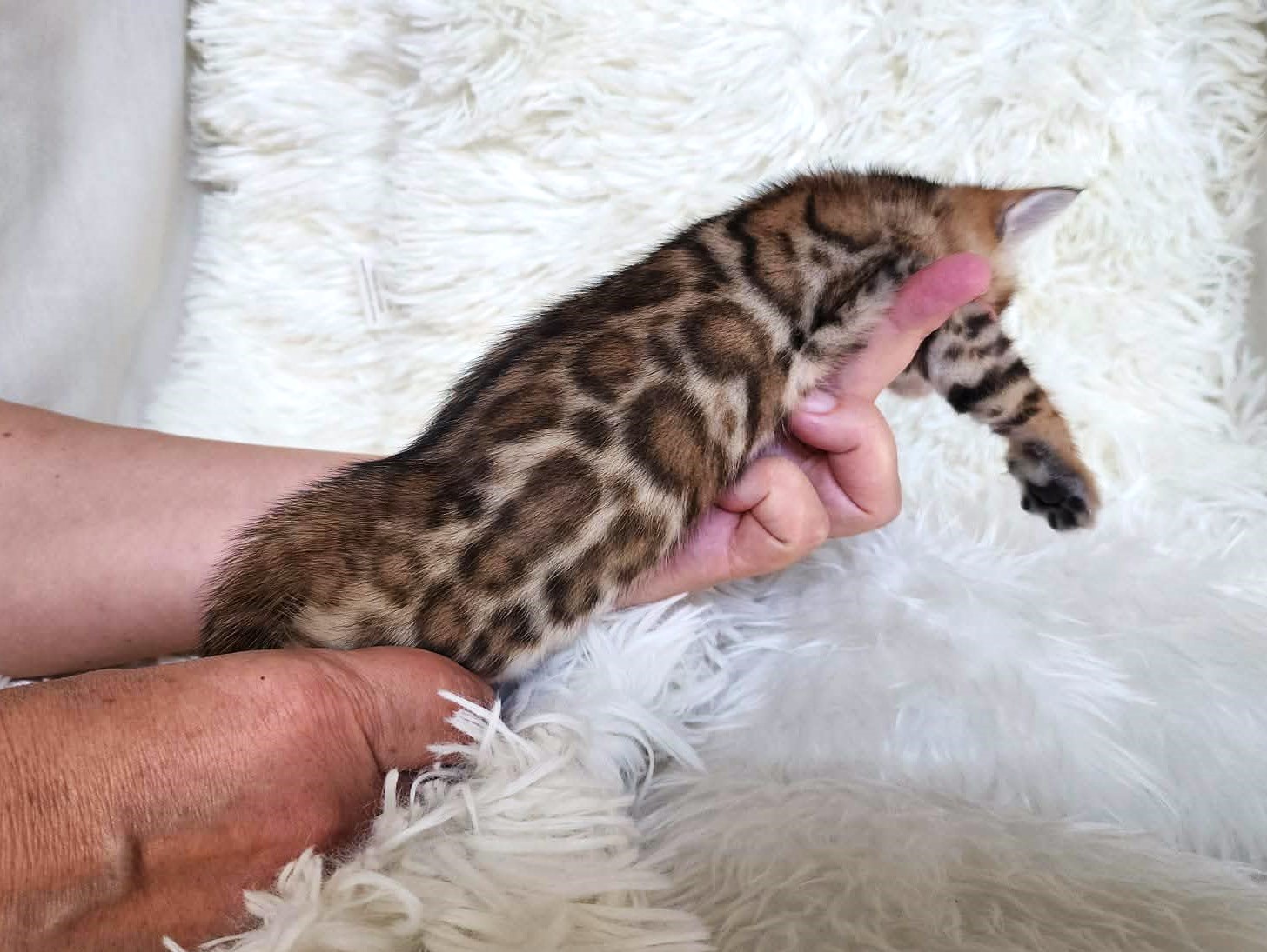 Gentle Bengal male kitten Florida — affectionate and loves being cuddled