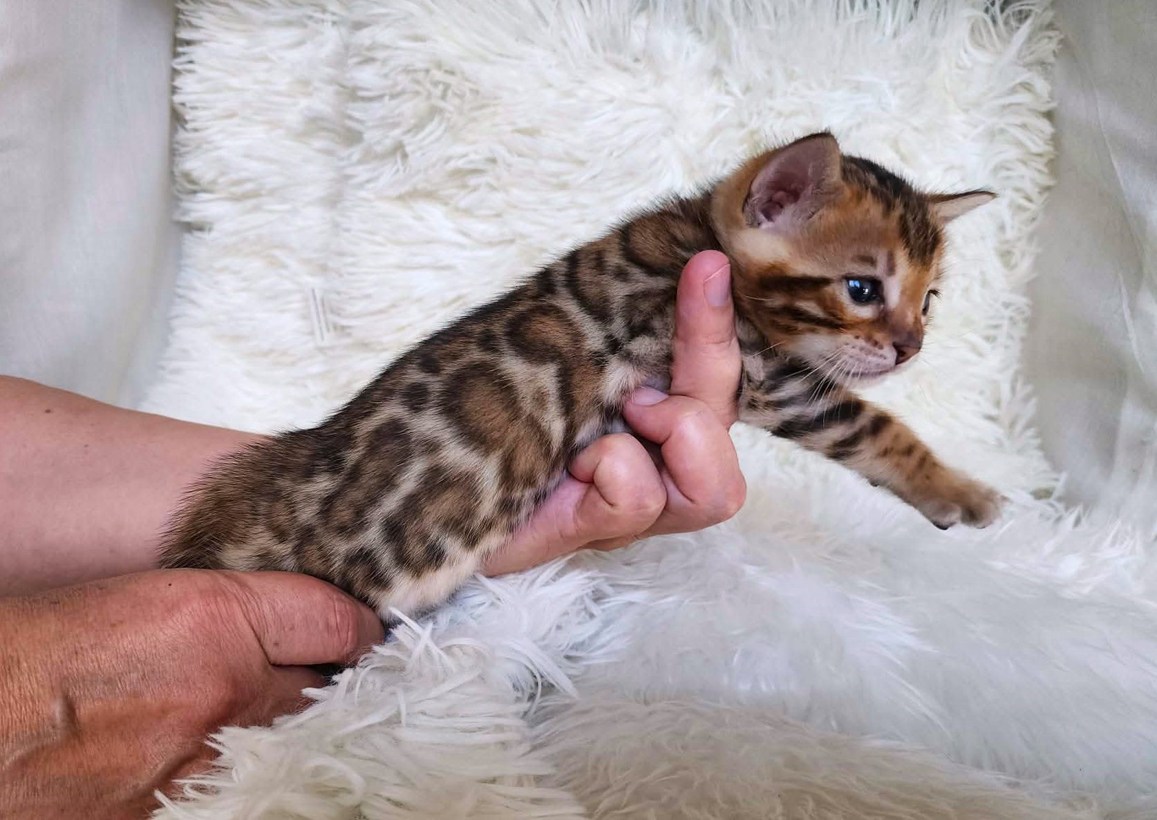 Brown Bengal male kitten Florida — bold spots and stunning contrast pattern