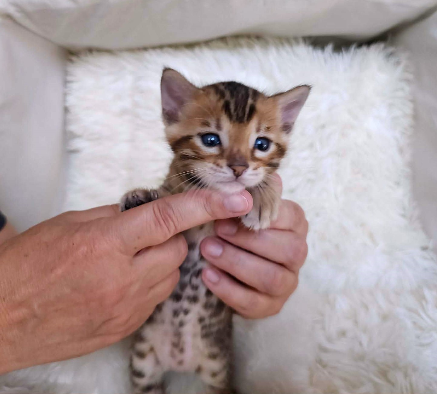 Brown spotted Bengal male kitten Florida — reddish warm coat with bold spots from Lovely Bengals