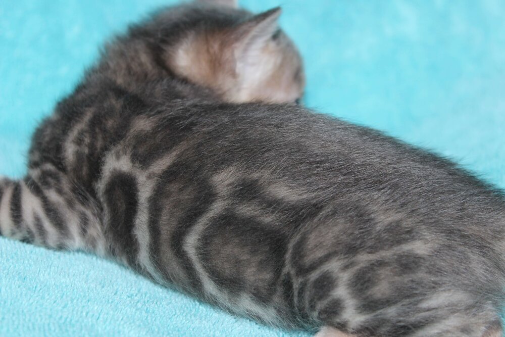 Bengal Kittens & Cats for Sale DJ Lovely Bengals