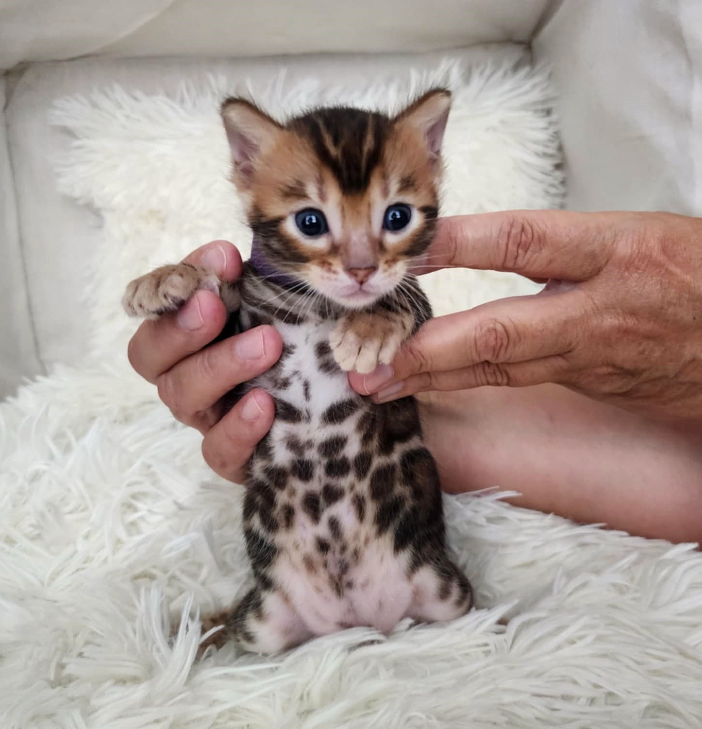 Playful brown Bengal male kitten from Lovely Bengals Florida cattery