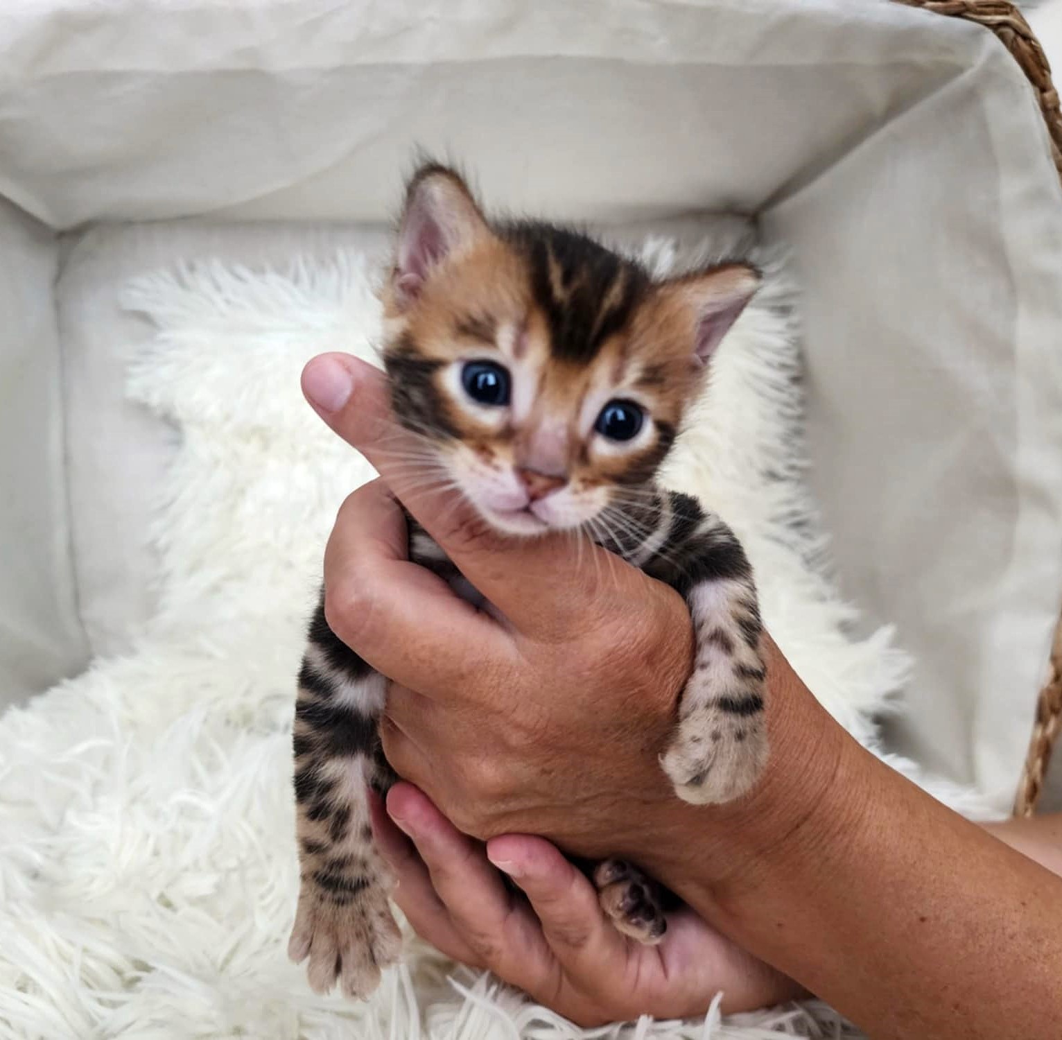 Brown Bengal male kitten Florida — wonderful rosette pattern from Lady Di litter Lovely Bengals