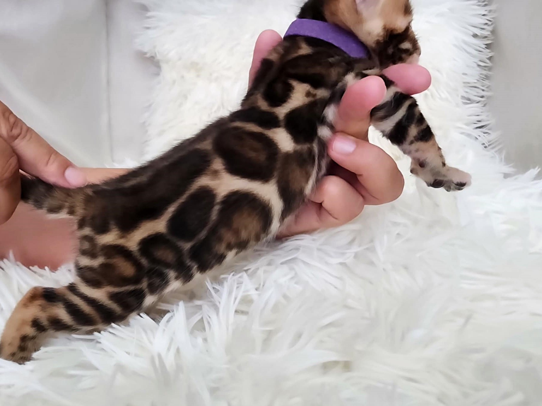Home-raised Bengal male kitten — found forever home at Lovely Bengals Florida