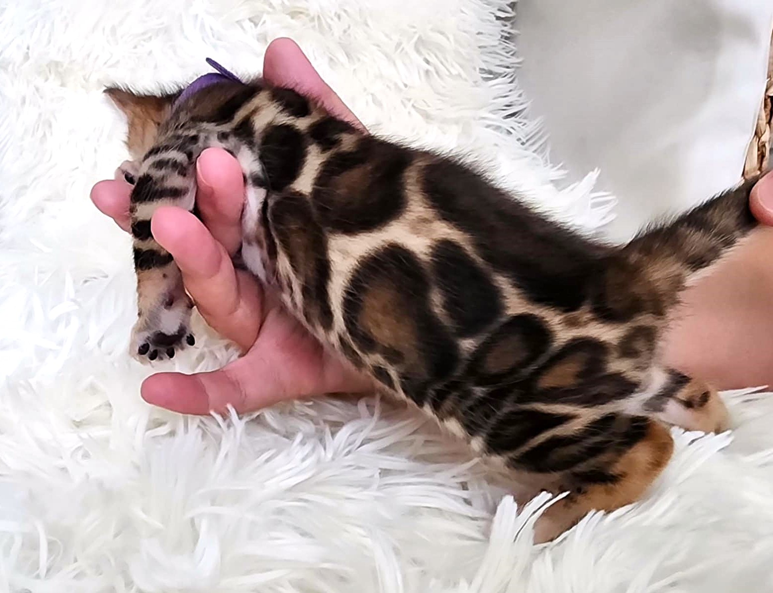 Bengal male kitten Florida — stunning spotted coat detail from Lovely Bengals cattery